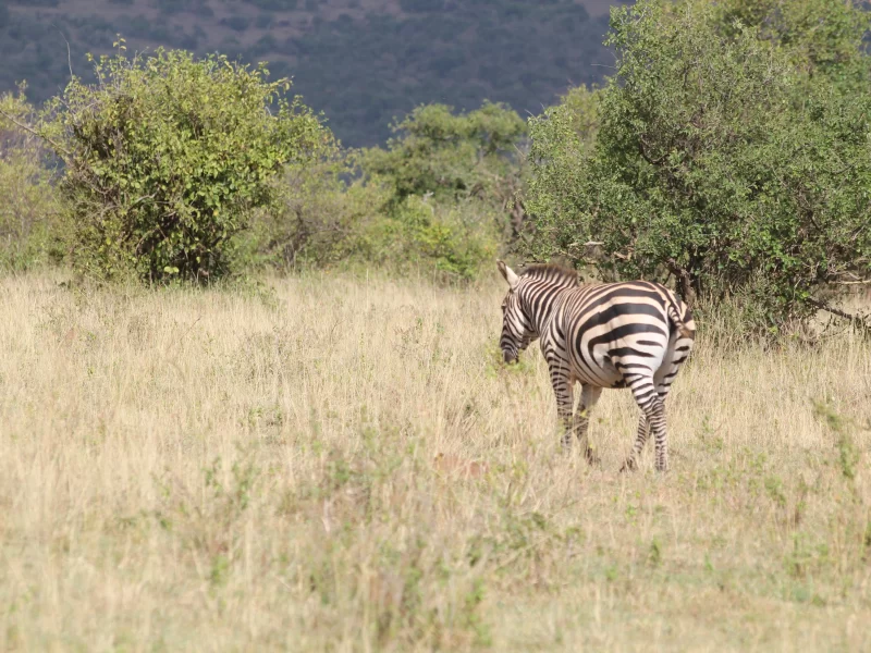 8 Tage Sambia Botswana Safari