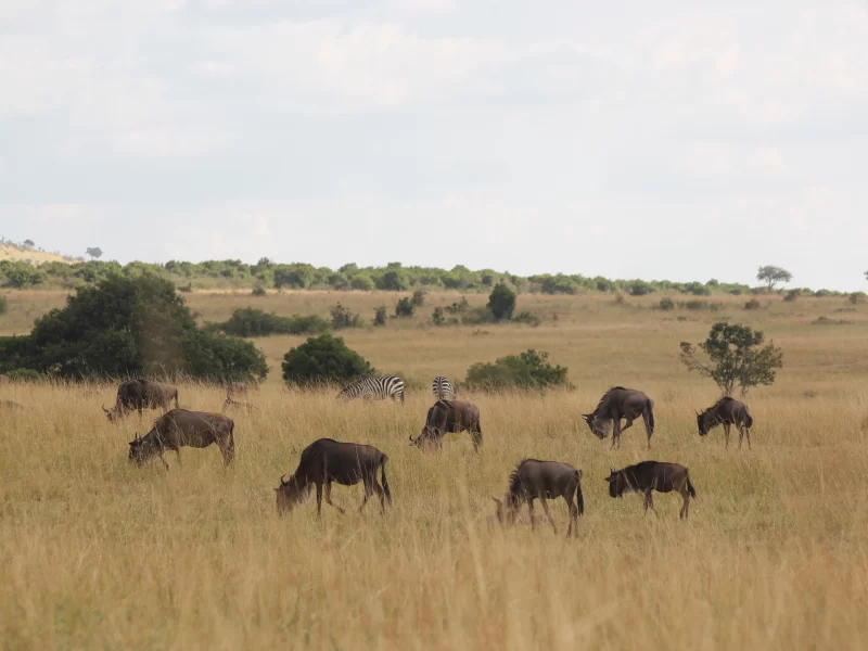 3 Tage Tansania Vogelbeobachtung Safari