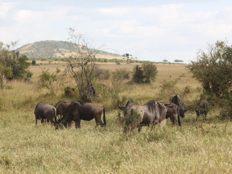 Kenya Safari & Uganda Gorilla Safari (13 Days)