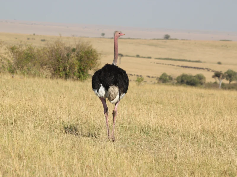 7 Tage Tansania Vogelbeobachtungssafari