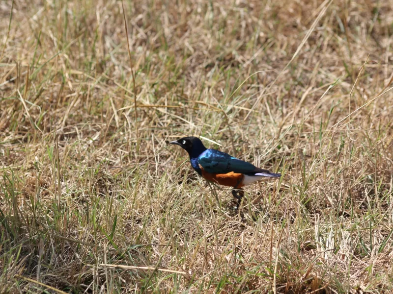 5 Tage Tansania Vogelbeobachtungssafari