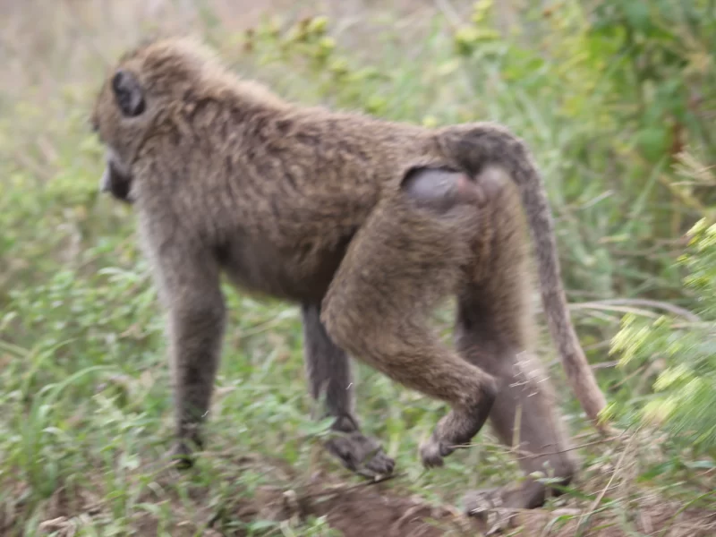 12 Days Kenya Photography Safari