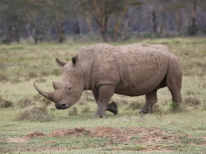 masai mara 4 day safari