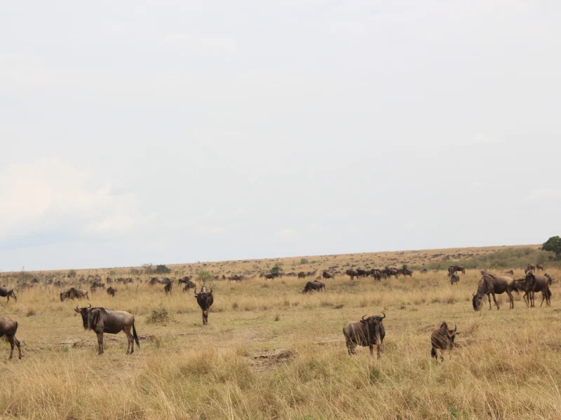 6 Days Kenya highlight Wildlife Safari