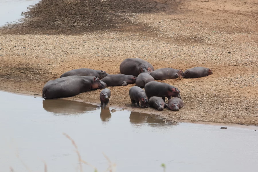 Katavi National Park