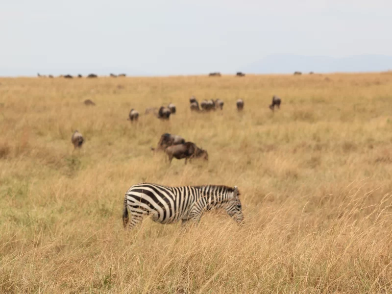 Amboseli Extension (1 Night)