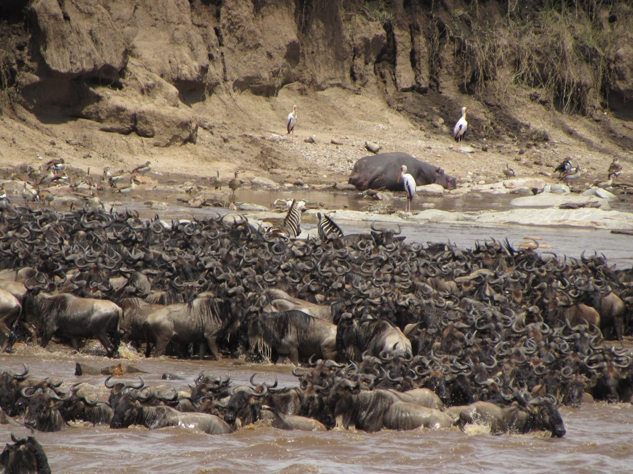 Diwaka Safaris-African Safari Tours | Kenya Safaris & East African Safari Tour Packages