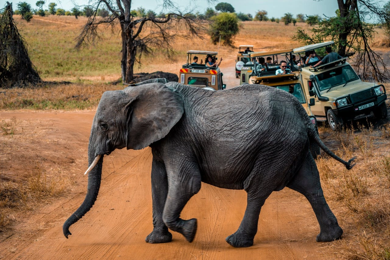 Diwaka Safaris-African Safari Tours | Kenya Safaris & East African Safari Tour Packages