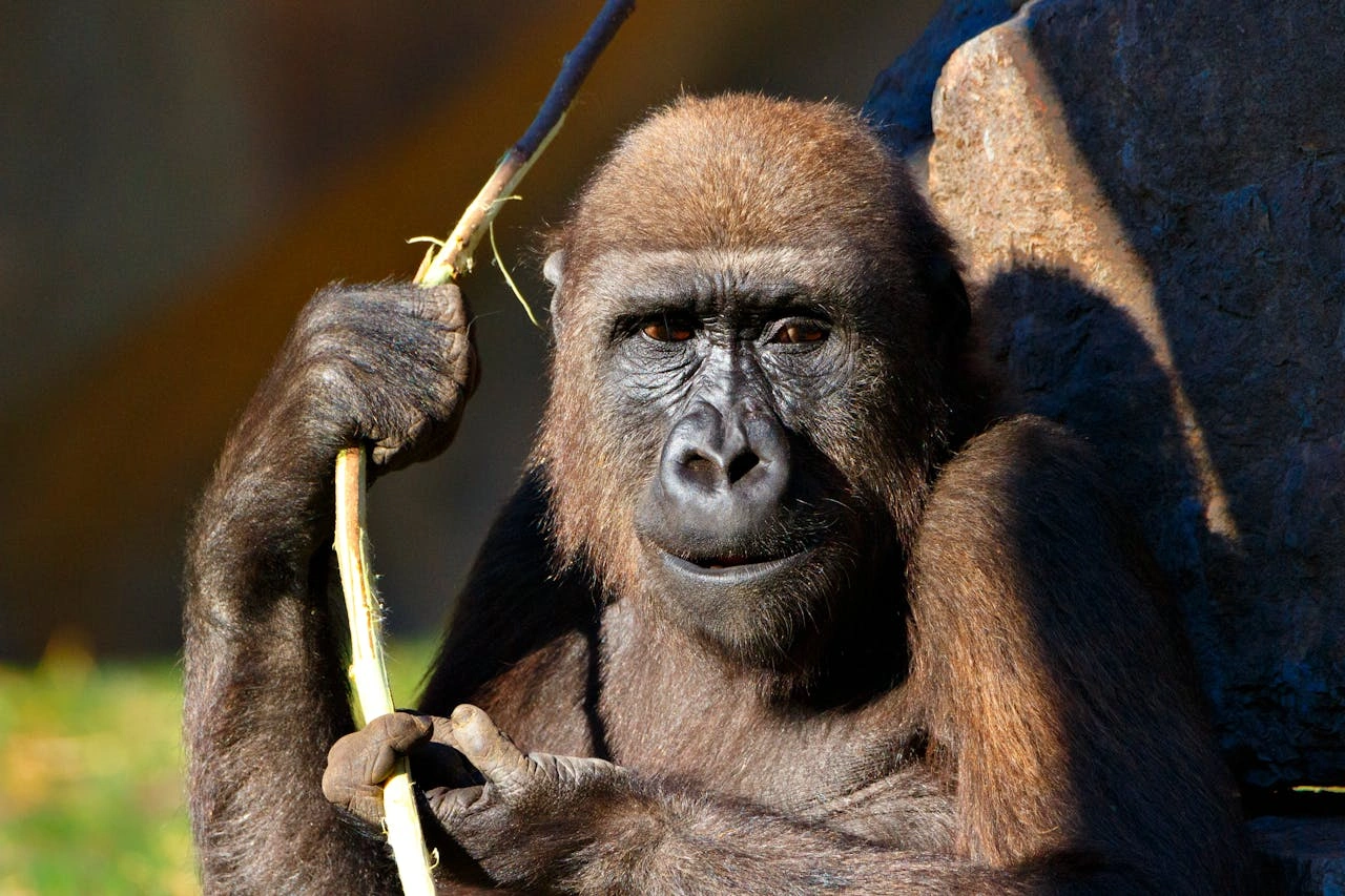 Diwaka Safaris-African Safari Tours | Kenya Safaris & East African Safari Tour Packages