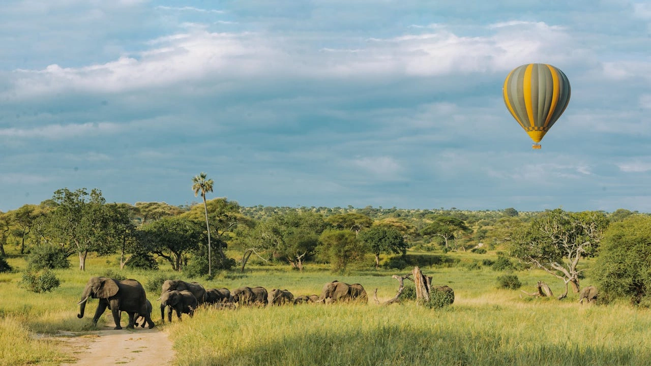 Diwaka Safaris-African Safari Tours | Kenya Safaris & East African Safari Tour Packages