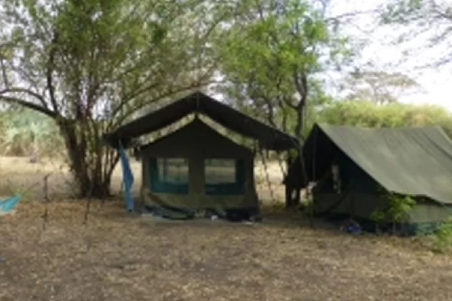 Wild palm camp