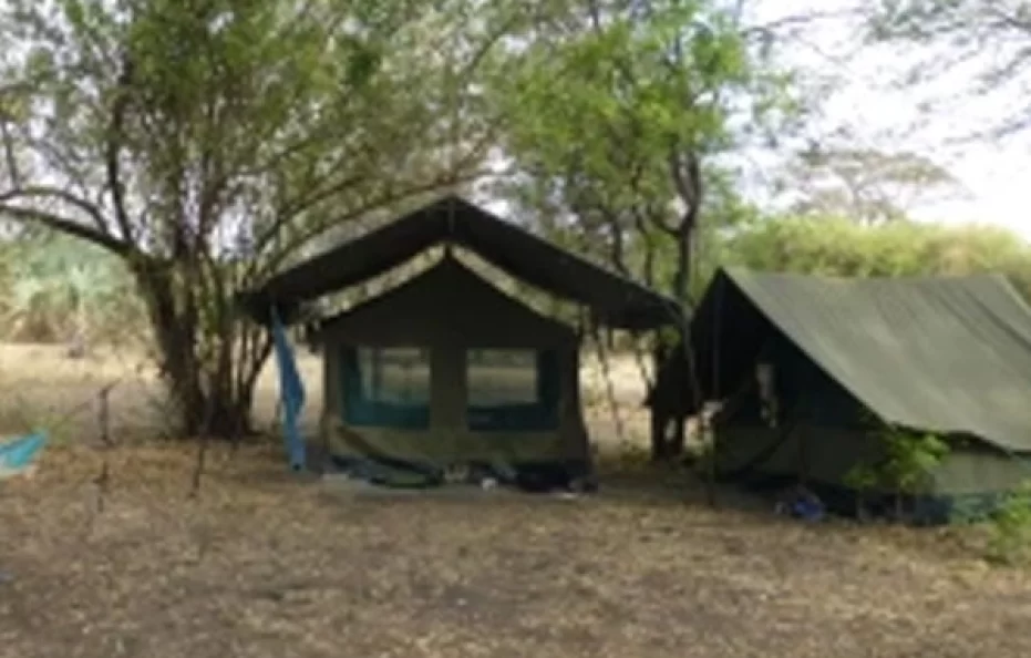 Wild palm camp