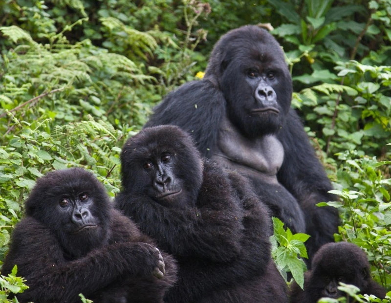 Diwaka Safaris-African Safari Tours | Kenya Safaris & East African Safari Tour Packages