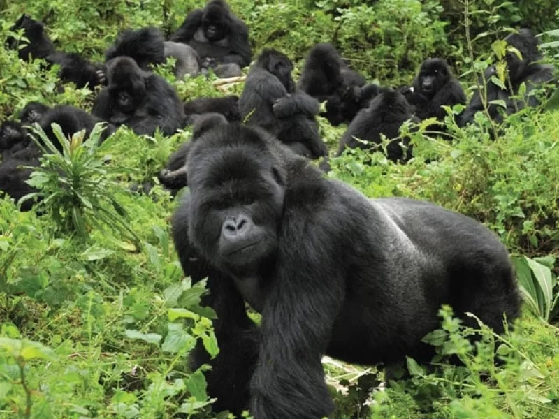 4 jours de trek en Ouganda Mgahinga Gorilla via Kigali
