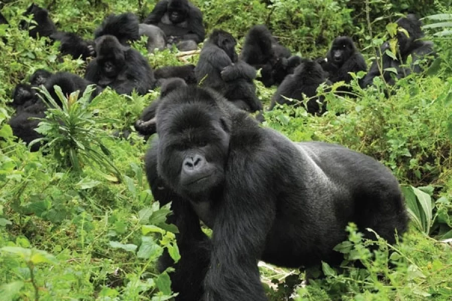 Uganda Gorilla Safaris
