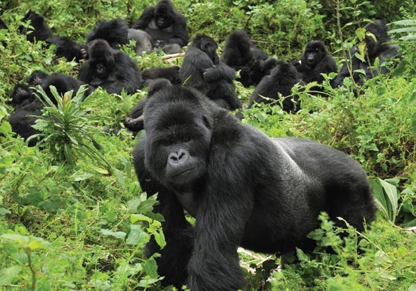 Diwaka Safaris-African Safari Tours | Kenya Safaris & East African Safari Tour Packages