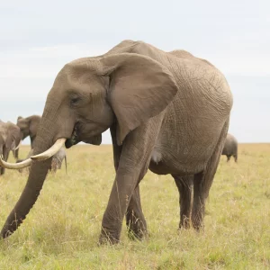Diwaka Safaris-African Safari Tours | Kenya Safaris & East African Safari Tour Packages