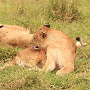 Diwaka Safaris-African Safari Tours | Kenya Safaris & East African Safari Tour Packages