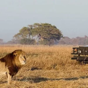 Diwaka Safaris-African Safari Tours | Kenya Safaris & East African Safari Tour Packages