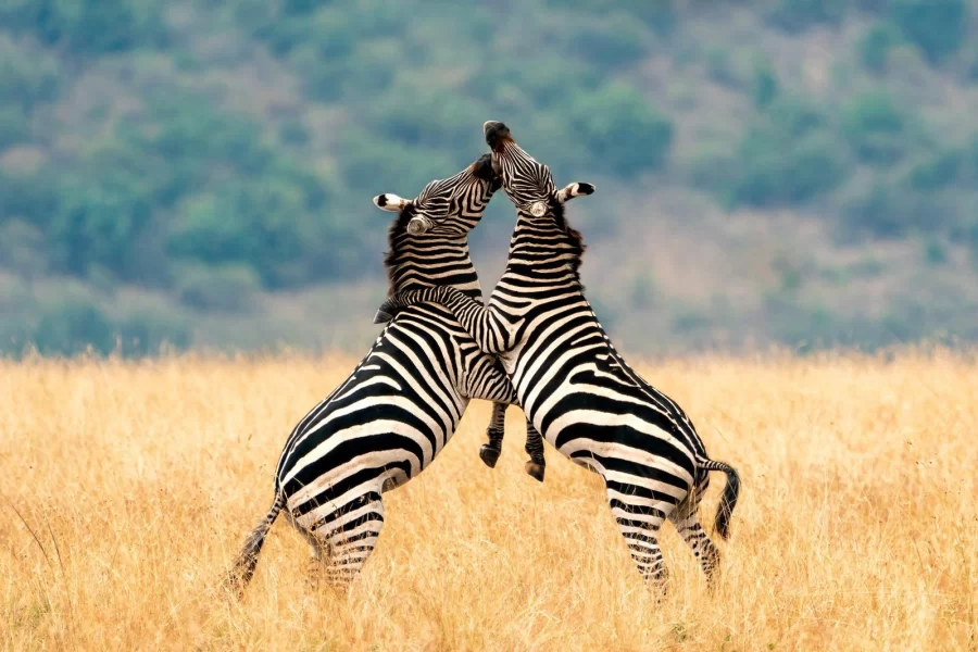 Highlights of Tanzania