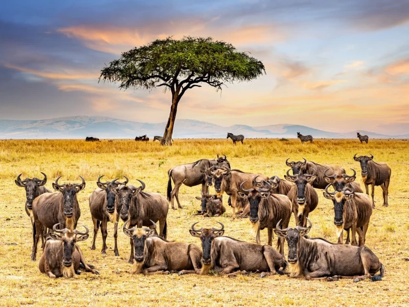 7 Days Classic Kenya Conservancy Safari