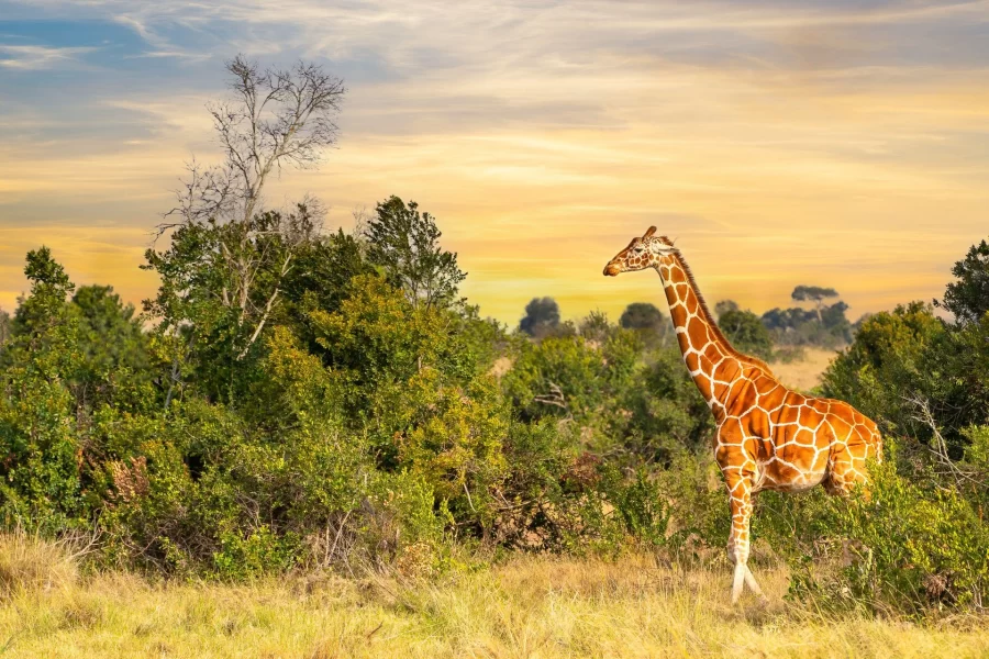 Ruaha National Park
