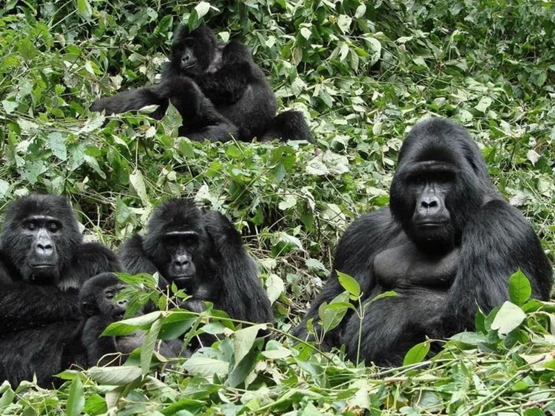 3 giorni di trekking con i gorilla in Ruanda Express