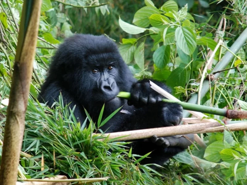 9 jours Ouganda Perle d’Afrique