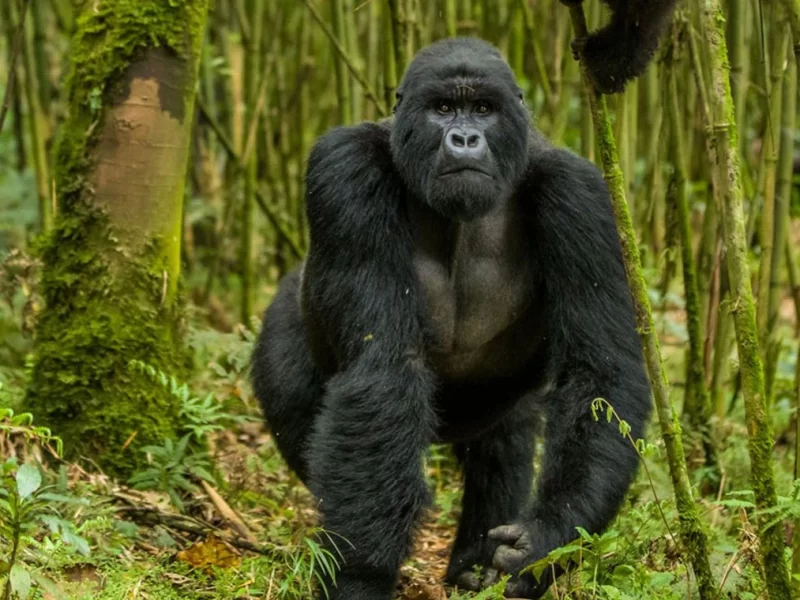 6 Dagen Rwanda Primaten Hoogtepunten