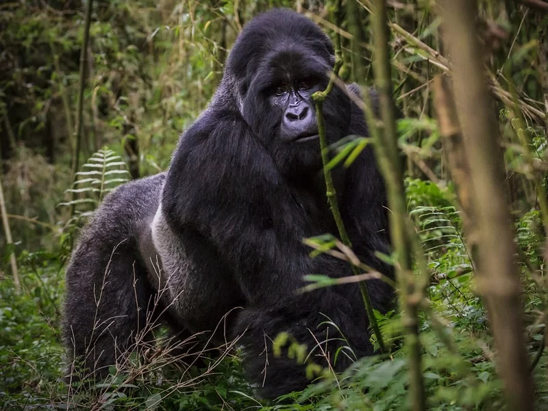 6 Tage Ruanda Tier- und Primaten-Abenteuersafari