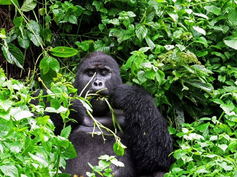 9 Tage Ruanda Primas Abenteuer Safari