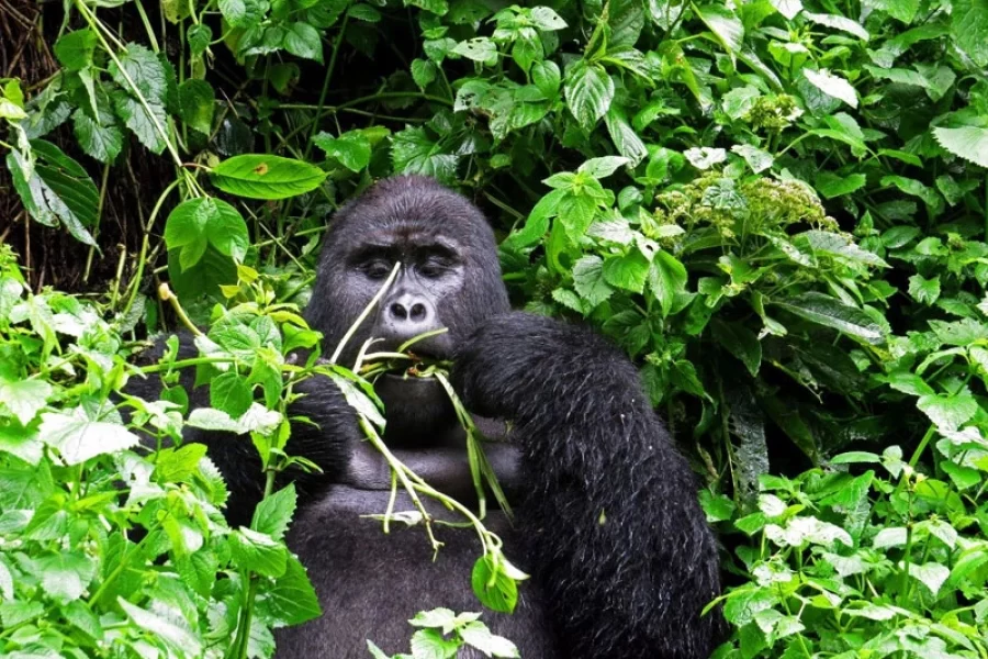 9 Days Rwanda Primate Adventure Safari