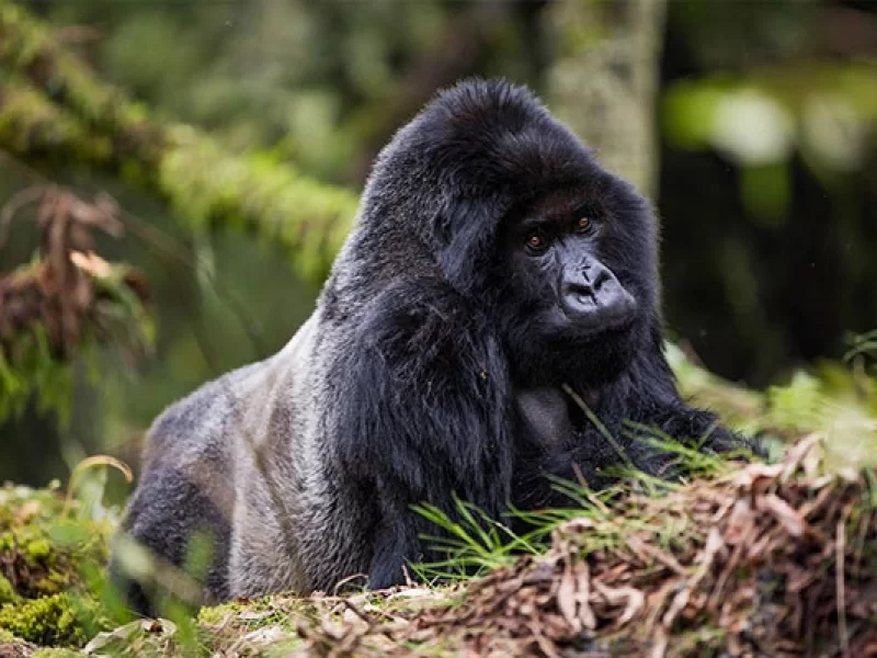 4 Tage Klassisches Ruanda Primaten Trekking