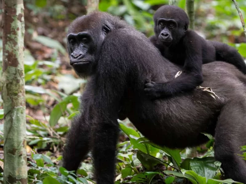5 Tage Begegnung Mit Ruanda Primaten Und Kivu-See