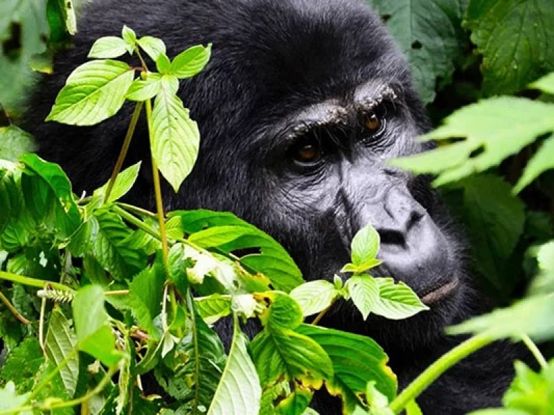 4 jours de trek des gorilles de Bwindi Buhoma via Kigali