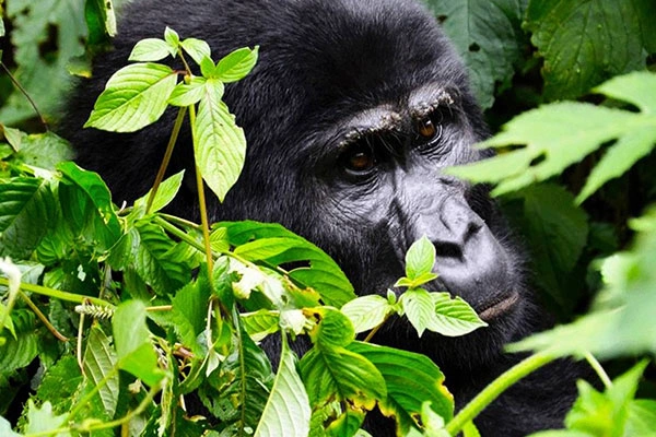 Diwaka Safaris-African Safari Tours | Kenya Safaris & East African Safari Tour Packages