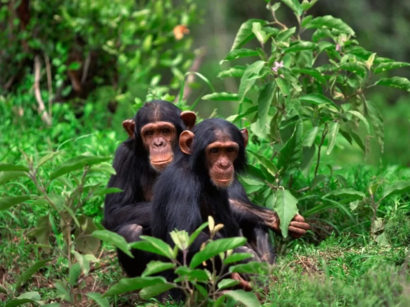 5 jours de safari d’aventure en Ouganda