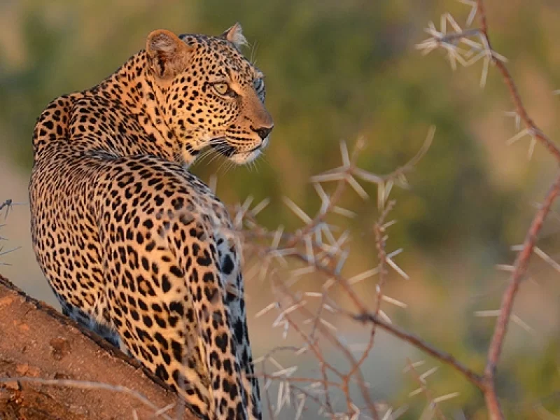 Tour ecologico di 3 giorni a Laikipia