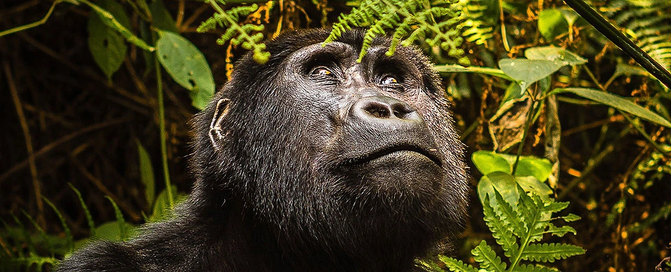 Diwaka Safaris-African Safari Tours | Kenya Safaris & East African Safari Tour Packages