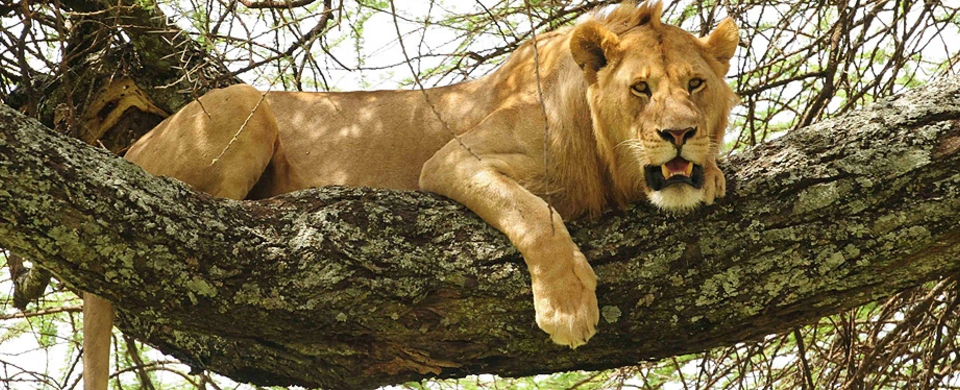 Diwaka Safaris-African Safari Tours | Kenya Safaris & East African Safari Tour Packages