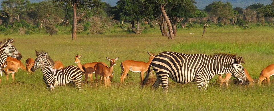 Diwaka Safaris-African Safari Tours | Kenya Safaris & East African Safari Tour Packages