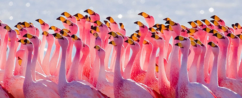 Diwaka Safaris-African Safari Tours | Kenya Safaris & East African Safari Tour Packages