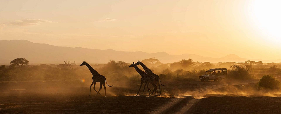 Diwaka Safaris-African Safari Tours | Kenya Safaris & East African Safari Tour Packages