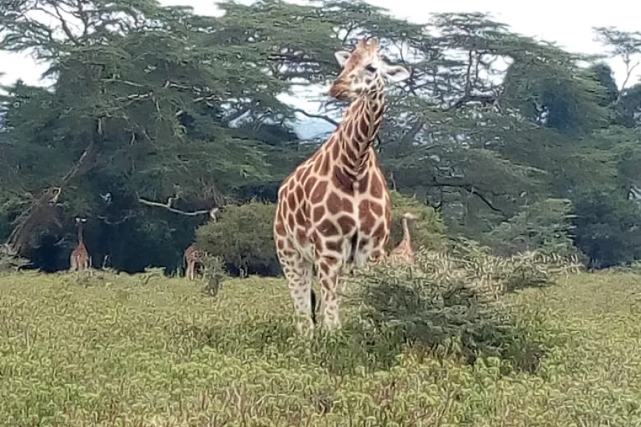 Diwaka Safaris-African Safari Tours | Kenya Safaris & East African Safari Tour Packages