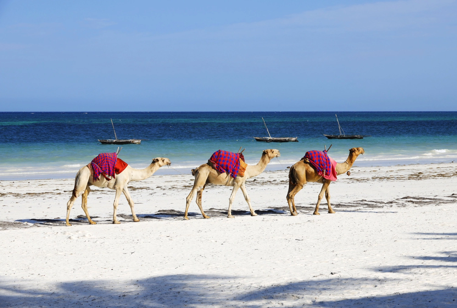 Diwaka Safaris-African Safari Tours | Kenya Safaris & East African Safari Tour Packages
