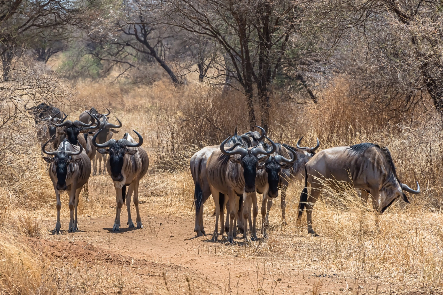 Diwaka Safaris-African Safari Tours | Kenya Safaris & East African Safari Tour Packages
