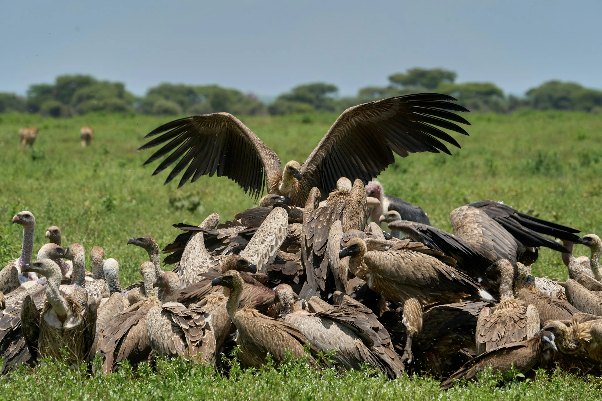 Kenya & Zanzibar Safaris 14 Diwaka Safaris-African Safari Tours | Kenya Safaris & East African Safari Tour Packages