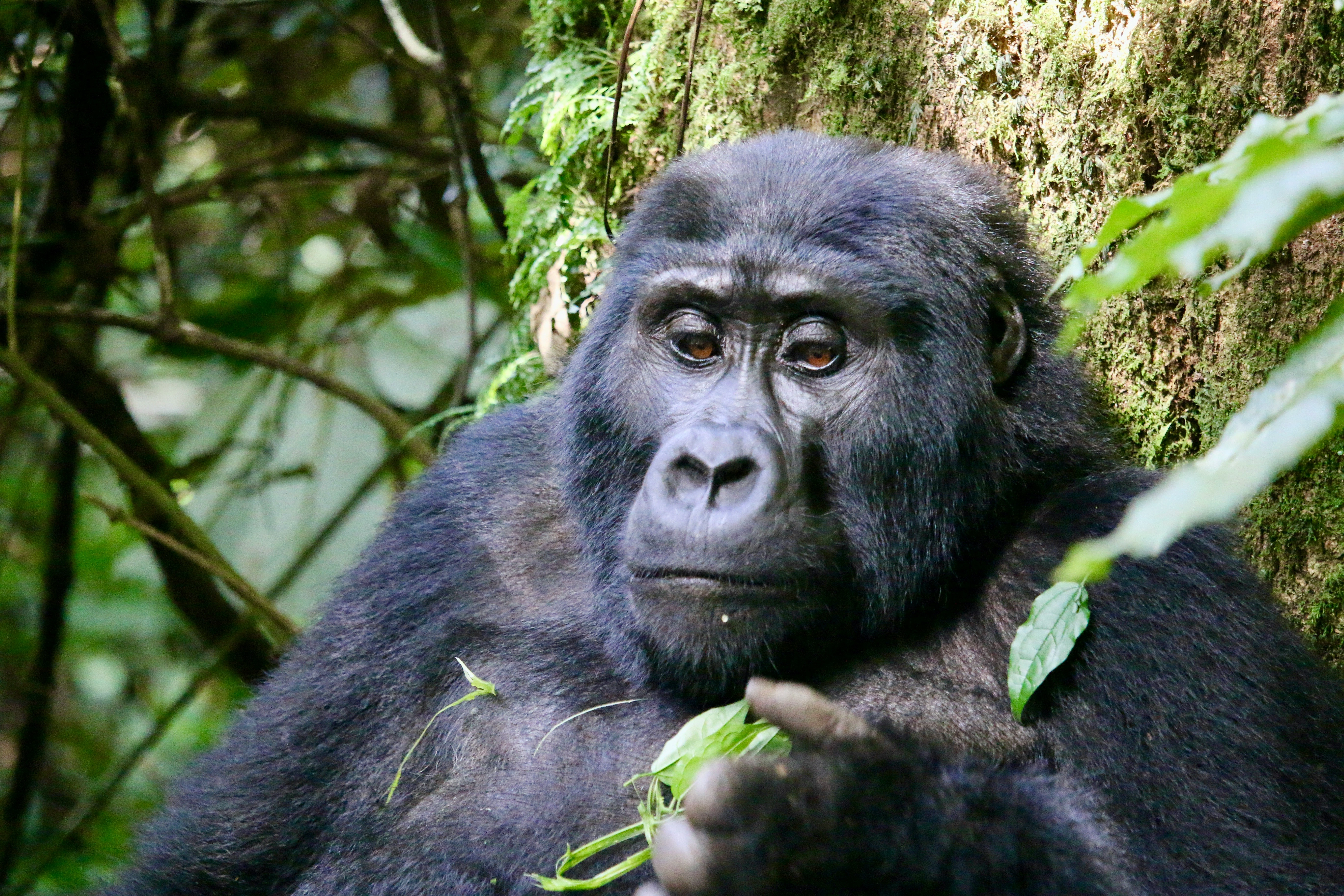 Diwaka Safaris-African Safari Tours | Kenya Safaris & East African Safari Tour Packages