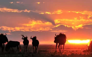 Liuwa Plain National Park 3
