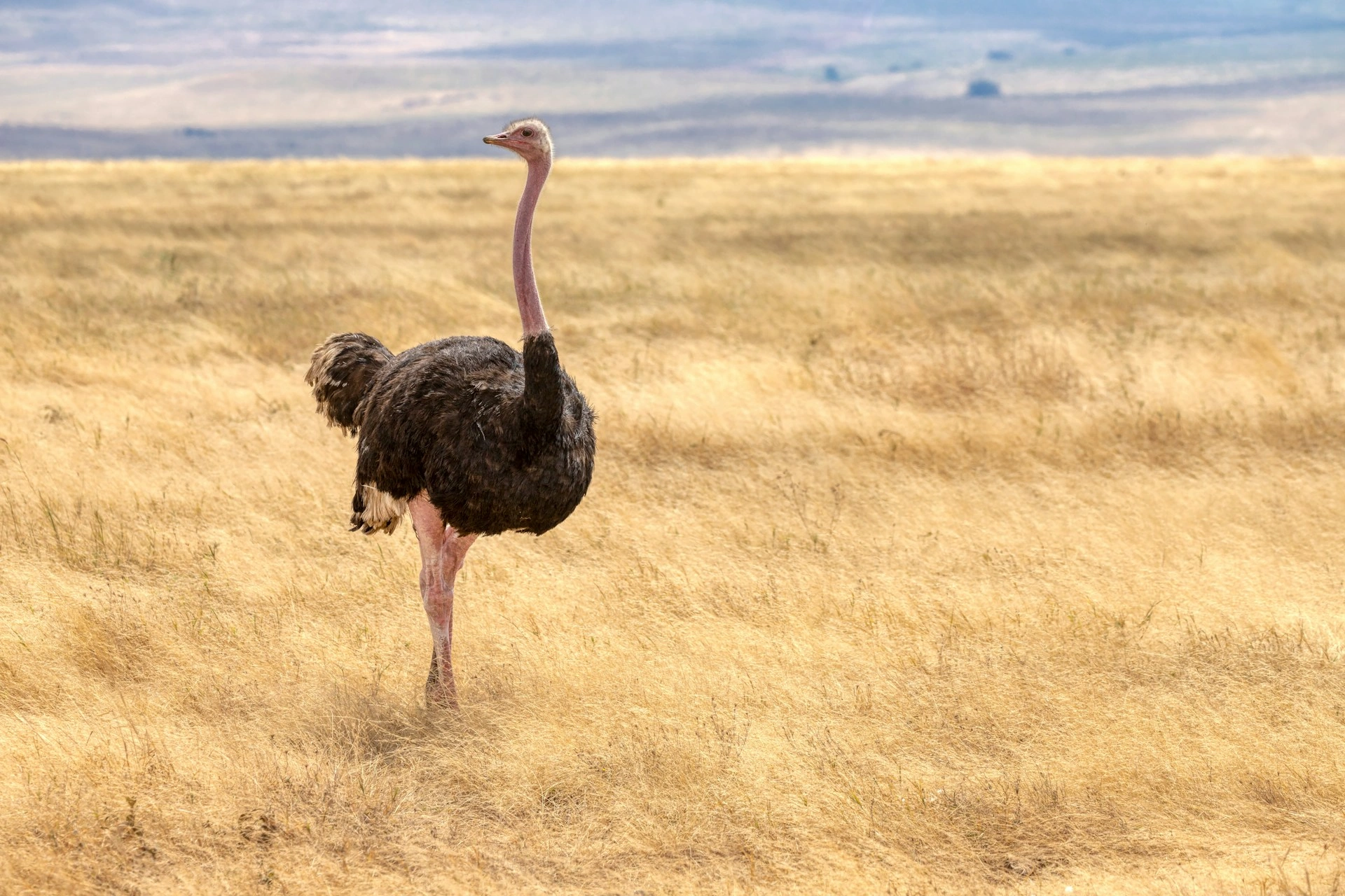 Kenya & Zanzibar Safaris 12 Diwaka Safaris-African Safari Tours | Kenya Safaris & East African Safari Tour Packages
